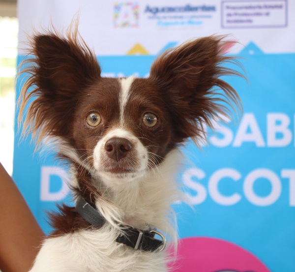 CARAVANA DE LA SALUD CANINA Y FELINA LLEGAR A LA COMUNIDAD LOS